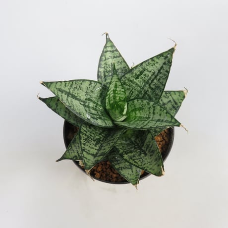 Sansevieria Ehrendel