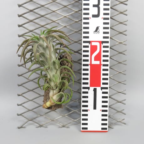Tillandsia ionantha var. vanhyningii 'Red Dragon'