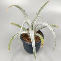 Hechtia sp pena blanca queretaro