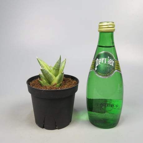 Sansevieria Pagoda aurea variegated from Yoky plant