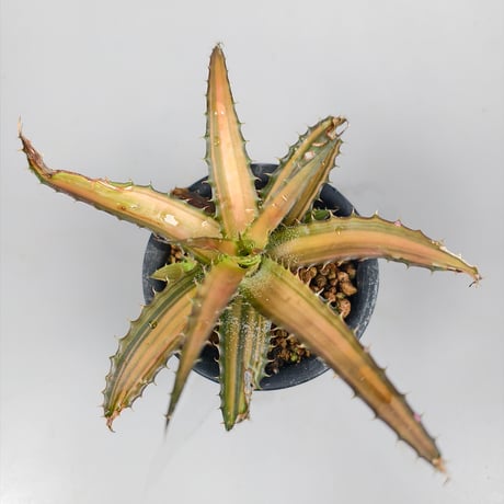 Orthophytum Iron ore × (Iron ore × (Brittle Star × saxicola))