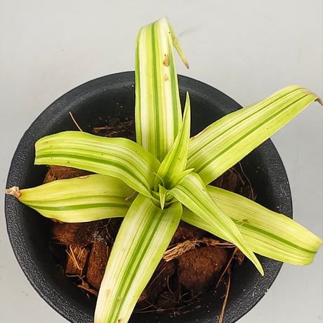 Vriesea ospinae 'Tricolor Variegata'