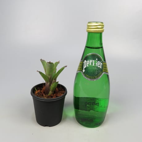 Neoregelia dungsiana TF4479 (Rio de Janeiro, Brazil)