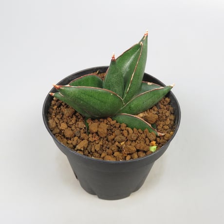 Sansevieria konnichiwa from Yoky plant