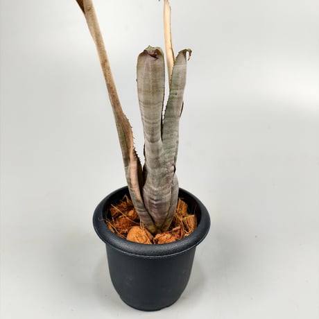 Wittmackia incompta