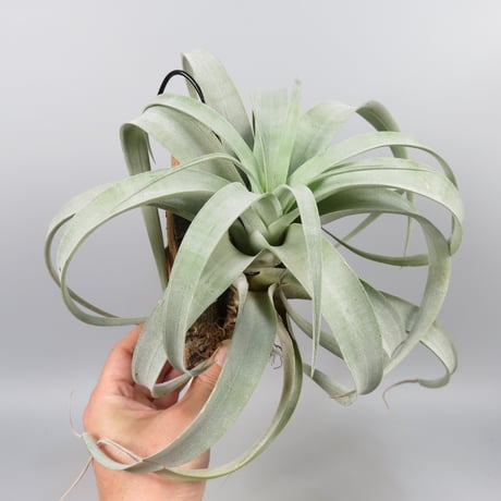 Tillandsia riohondoensis