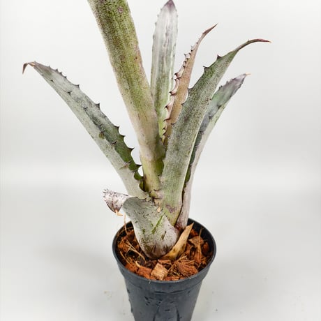Hohenbergia Black Fujin
