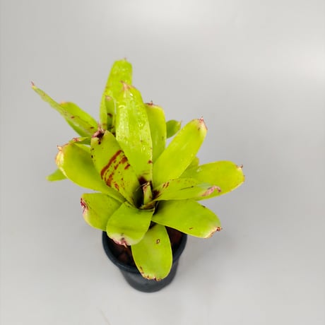 Neoregelia 'Chiquita Linda' x (lilliputiana × punctasisima)