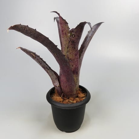 Hohenbergia leopoldo-horstii Hawaii form