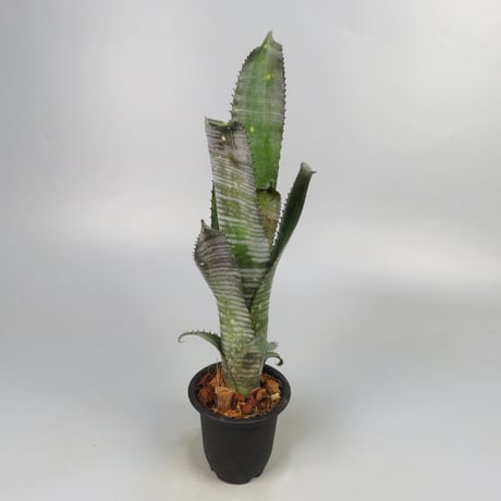 Billbergia Novena 子株付き Billbergia Novena 子株付き Billbergia