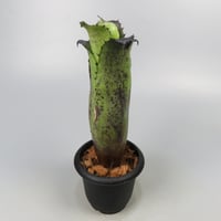 Hohenbergia Special Spine