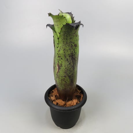 Hohenbergia Special Spine