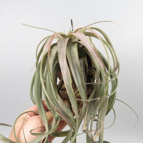 Tillandsia 'Love Knot'