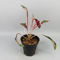 Aglaonema 'Medusa'