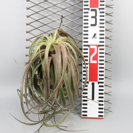 Tillandsia 'Love Knot'