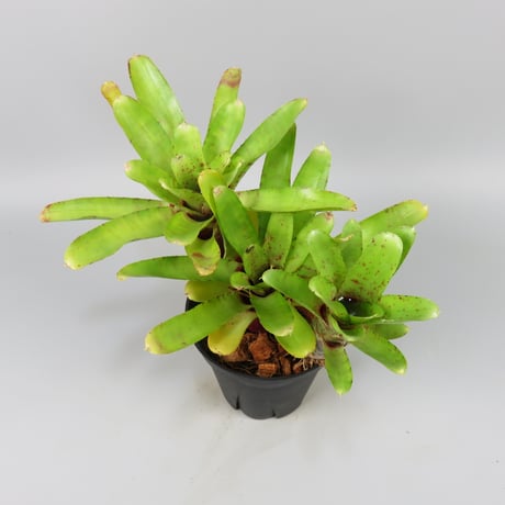 Neoregelia Chiquita Linda x Wild Tiger