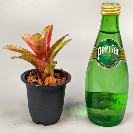 Neoregelia Wild Tiger x Chiquita Linda