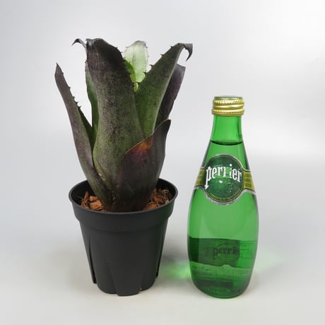 Hohenbergia leopoldo-horstii Black form