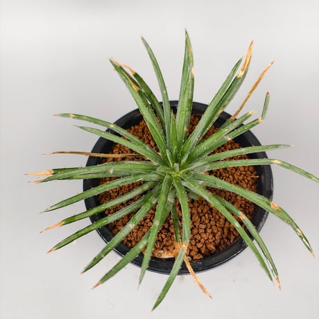 Dyckia cf. choristaminea EL4146 SEL07-0348