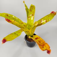 Neoregelia kautskyi