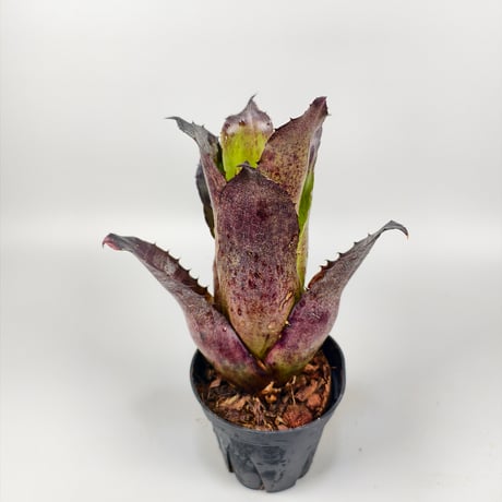 Hohenbergia leopoldo-horstii Black Form
