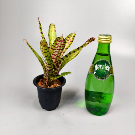 Neoregelia Palmares Bromeliad Cultivar Register (10495)