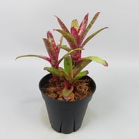 Neoregelia Wild Tiger x Chiquita Linda