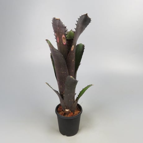 Billbergia 'Blue Moon'