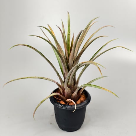 Aechmea guaratubensis