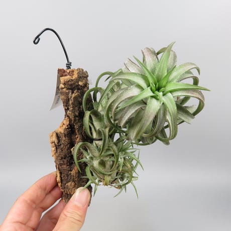Tillandsia ionantha var. vanhyningii 'Jumbo'