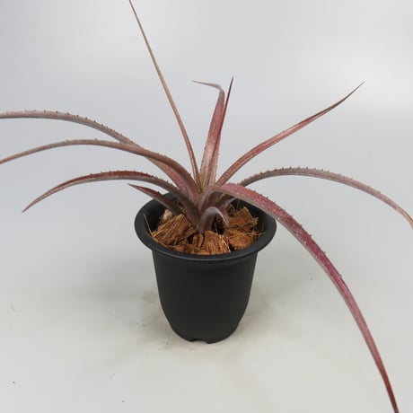 Aechmea recurvata f.rubra