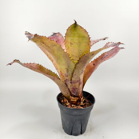 Aechmea Whyanbeel (Hohenbergia sp Brazil)