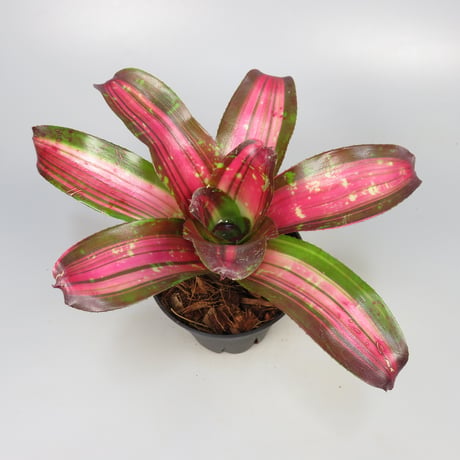 Neoregelia 'Broken Heart' Bromeliad Cultivar Register (13519)