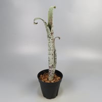 Quesnelia marmorata 'Tim Plowman' (BCR7974)