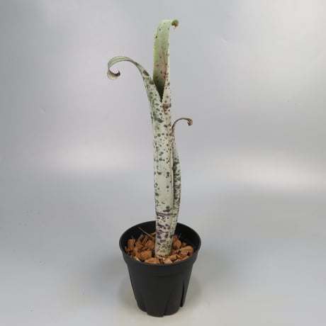 Quesnelia marmorata 'Tim Plowman' (BCR7974)