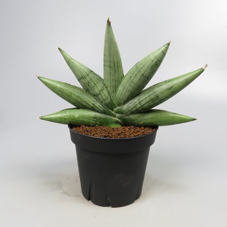Sansevieria Milky way from Yoky plant