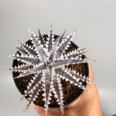 Dyckia 'Freddy's Wing' Otto Bromeliad Hybrid
