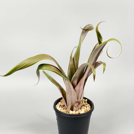 Aechmea bromeliifolia var. rubra spineless Seeding: Double T Nursery