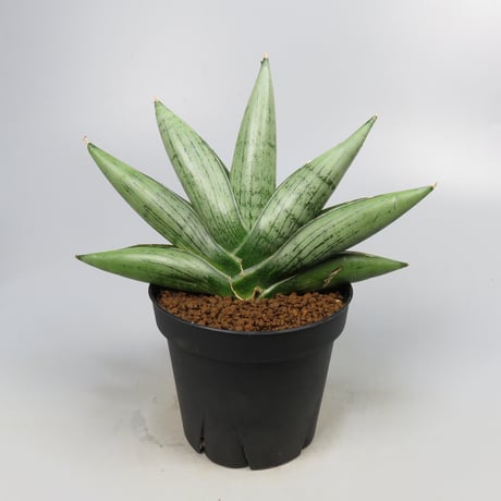 Sansevieria Milky way from Yoky plant