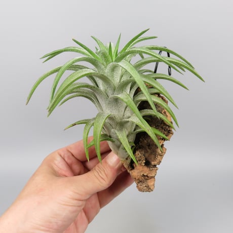 Tillandsia ionantha var. vanhyningii 'Green Dragon'