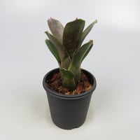Neoregelia punctatissima rubra WBC BSI ex SN