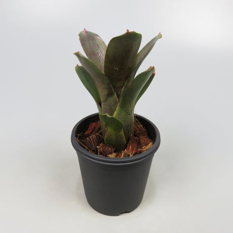 Neoregelia punctatissima rubra WBC BSI ex SN