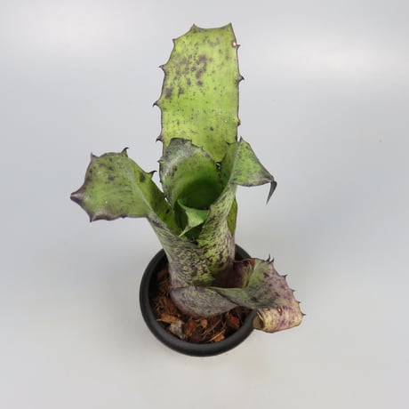 Hohenbergia magnispina ex Hermann Prinsler