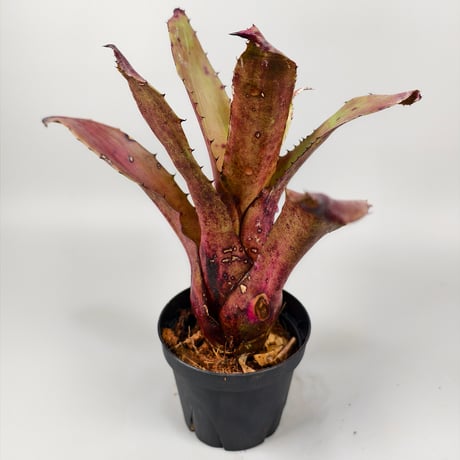 Hohenbergia sp Brazil Seeds from Brazil ex EL