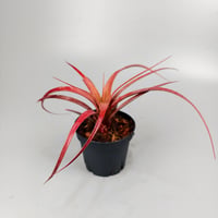 Aechmea recurvata f.rubra