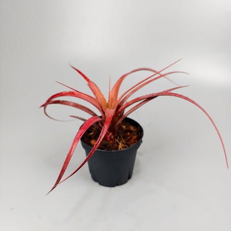 Aechmea recurvata f.rubra