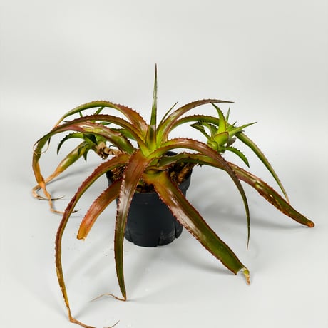 Orthophytum glabrum