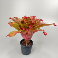 Neoregelia Small World Bromeliad Cultivar Register (7118)