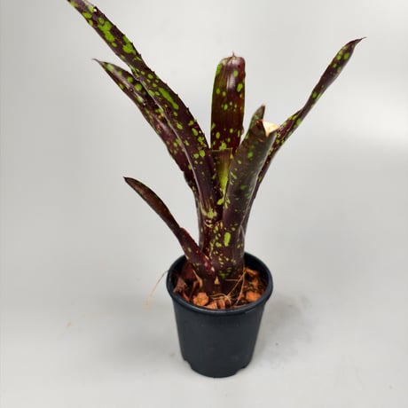 Neoregelia Domino Bromeliad Cultivar Register (3978)