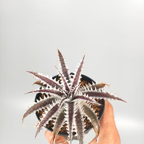 Dyckia Photon ((Sawfish x Zinfandel #8) x Heaven and Hell) (PSA01)